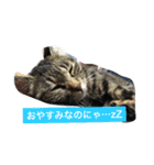 家猫（個別スタンプ：3）