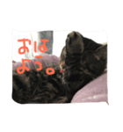 家猫（個別スタンプ：5）