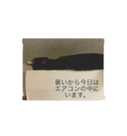 家猫（個別スタンプ：6）
