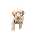 わんこの表情・気持ち（個別スタンプ：5）