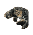 4匹の成猫（個別スタンプ：2）