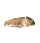 4匹の成猫（個別スタンプ：3）