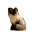 4匹の成猫（個別スタンプ：5）