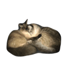 4匹の成猫（個別スタンプ：6）