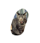 4匹の成猫（個別スタンプ：8）