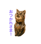 チョコスタンプ3（個別スタンプ：1）