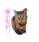 チョコスタンプ3（個別スタンプ：6）