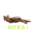 チョコスタンプ3（個別スタンプ：12）