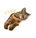 チョコスタンプ3（個別スタンプ：15）