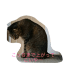 くみちょの日常（個別スタンプ：11）