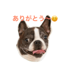 ボストンテリアの三姉弟（個別スタンプ：5）