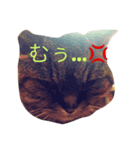にゃんにゃん’s（個別スタンプ：1）
