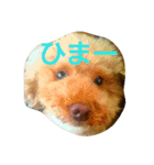 トイプードラー（個別スタンプ：1）
