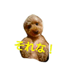 トイプードラー（個別スタンプ：5）
