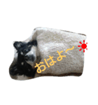 れおん君 ②（個別スタンプ：5）