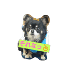 れおん君 ②（個別スタンプ：16）