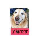 ゴールデンレトリバーのさくら2（個別スタンプ：5）