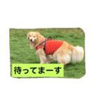 ゴールデンレトリバーのさくら2（個別スタンプ：6）
