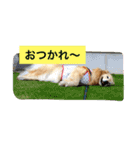 ゴールデンレトリバーのさくら2（個別スタンプ：7）