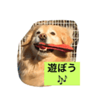 ゴールデンレトリバーのさくら2（個別スタンプ：8）