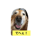 ゴールデンレトリバーのさくら2（個別スタンプ：9）