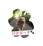 ゴールデンレトリバーのさくら2（個別スタンプ：10）