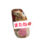 ゴールデンレトリバーのさくら2（個別スタンプ：16）