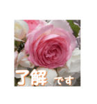 薔薇の花♡PdR_挨拶メッセージ（個別スタンプ：1）