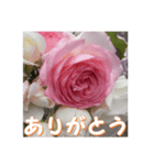 薔薇の花♡PdR_挨拶メッセージ（個別スタンプ：3）