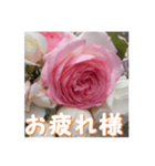 薔薇の花♡PdR_挨拶メッセージ（個別スタンプ：4）