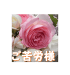 薔薇の花♡PdR_挨拶メッセージ（個別スタンプ：5）