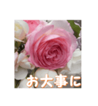 薔薇の花♡PdR_挨拶メッセージ（個別スタンプ：10）
