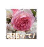 薔薇の花♡PdR_挨拶メッセージ（個別スタンプ：11）