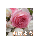 薔薇の花♡PdR_挨拶メッセージ（個別スタンプ：13）