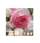 薔薇の花♡PdR_挨拶メッセージ（個別スタンプ：14）