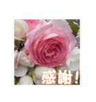 薔薇の花♡PdR_挨拶メッセージ（個別スタンプ：15）