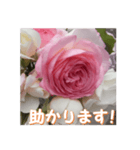 薔薇の花♡PdR_挨拶メッセージ（個別スタンプ：16）