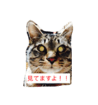 我が家のするめさんたち（個別スタンプ：6）