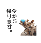はりはぴ家（個別スタンプ：16）