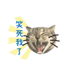 American shorthair Salad.（個別スタンプ：1）