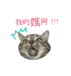 American shorthair Salad.（個別スタンプ：2）