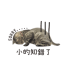 American shorthair Salad.（個別スタンプ：3）