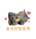 American shorthair Salad.（個別スタンプ：4）