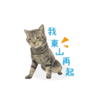 American shorthair Salad.（個別スタンプ：5）