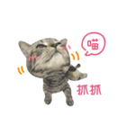 American shorthair Salad.（個別スタンプ：6）
