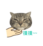 American shorthair Salad.（個別スタンプ：7）