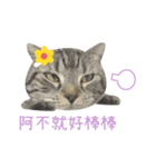 American shorthair Salad.（個別スタンプ：8）