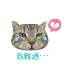 American shorthair Salad.（個別スタンプ：9）