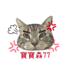 American shorthair Salad.（個別スタンプ：12）