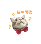 American shorthair Salad.（個別スタンプ：14）